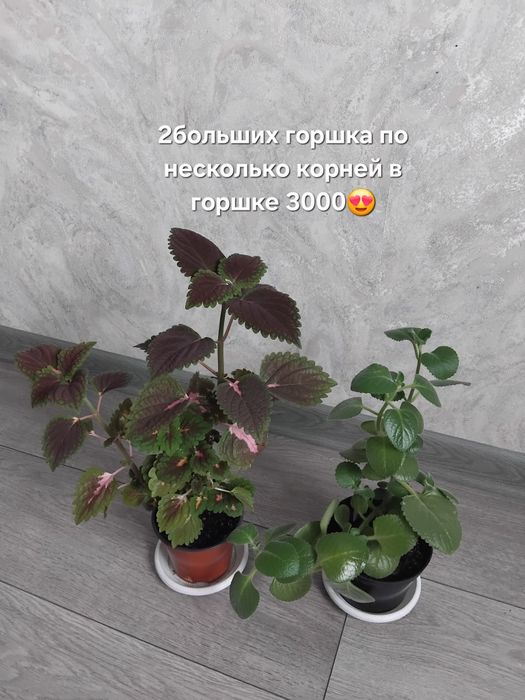 Комбо цветов разных