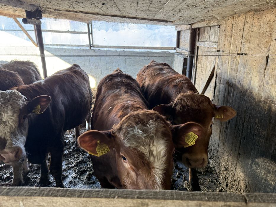 De vanzare taurasi si vitele