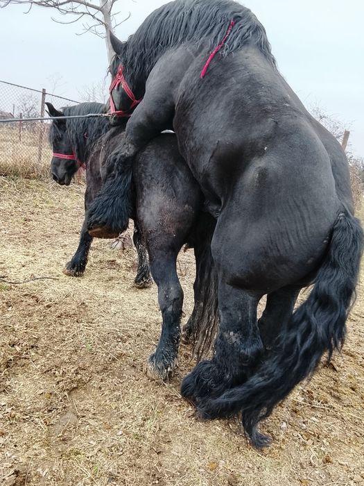 Vând sau schimb armăsar cu forme maxime și produși de top