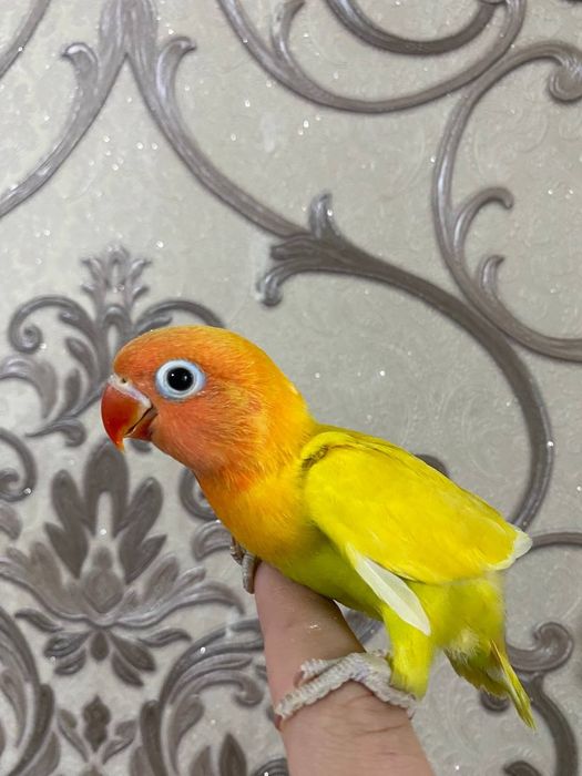 Ruchnoy popugay sotiladi