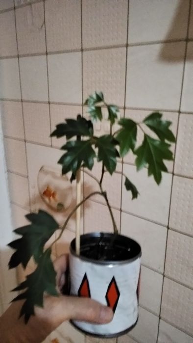 Цветочки комнатные.