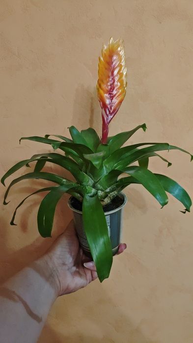 Продам цветущих деток Гузмании