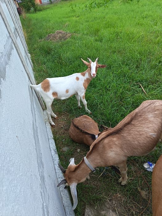 De vânzare iada boer X alpina  și țap anglonubian din anul acesta