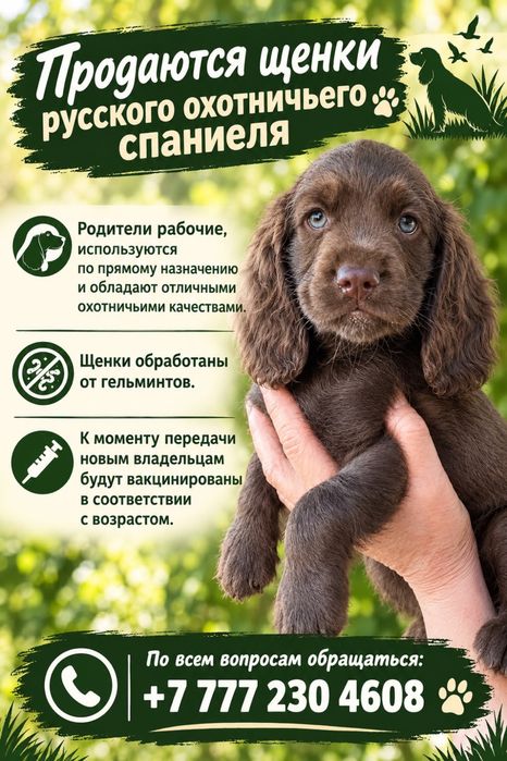 Щенки шоколадного окраса!
