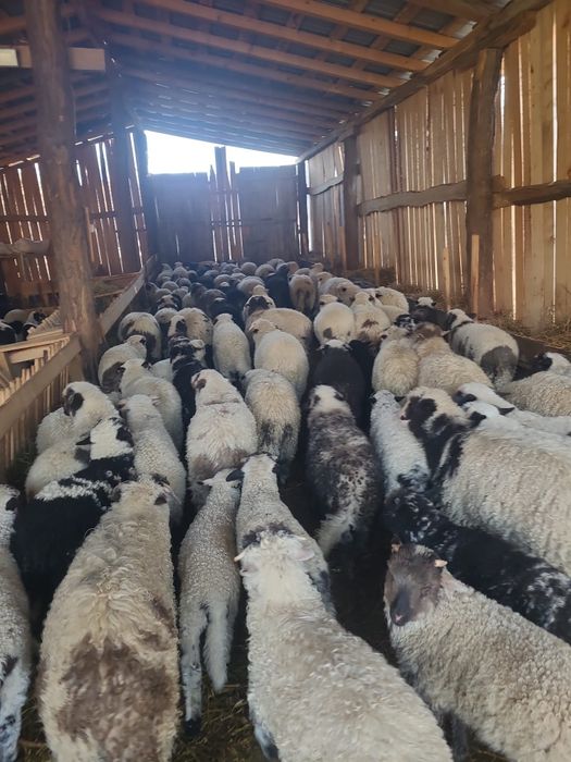 Mieii de vânzare pregătiți pentru Paște!