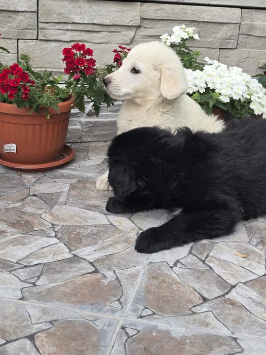 Бебенца лабрадор ретривър