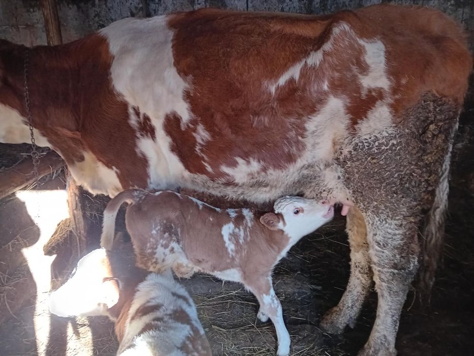 Vând junincă cu vițej