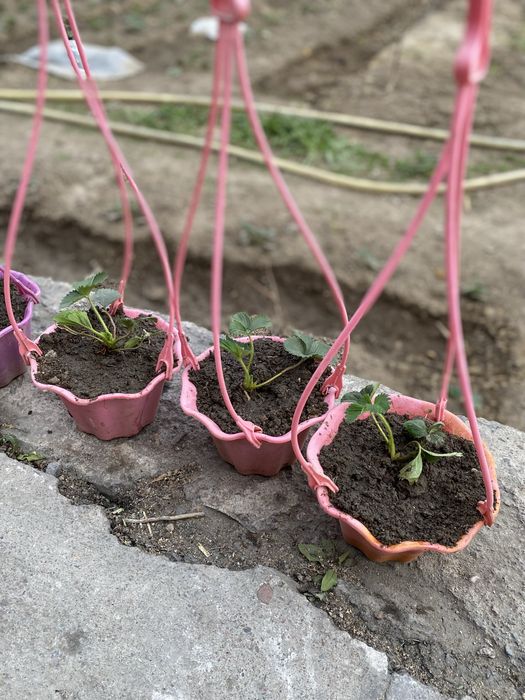 Клубника сорт Кулер