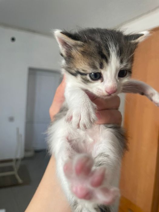 Красивые котята в добрые руки