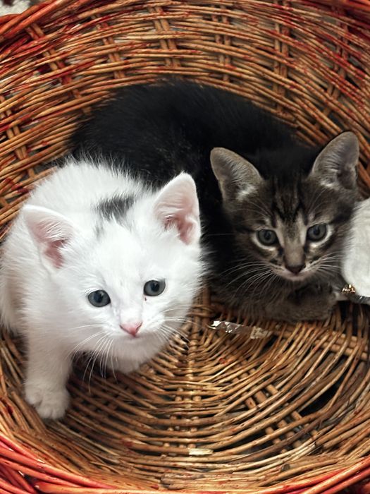 Котенок мальчик и девочка