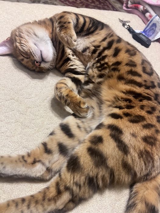 Бенгальский кошка