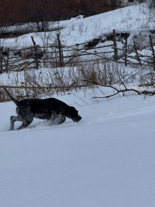 Дратхар самка 4г