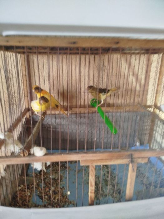 Продаётся Канарейка