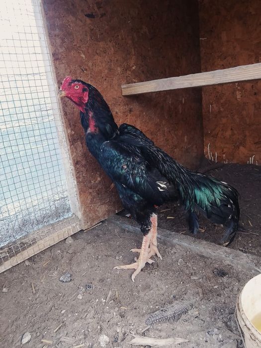 Продам О Шамо Туляк