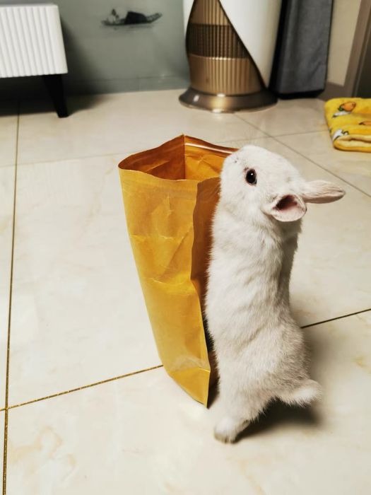 Siz yoqtiradigan karlik quyonchalari