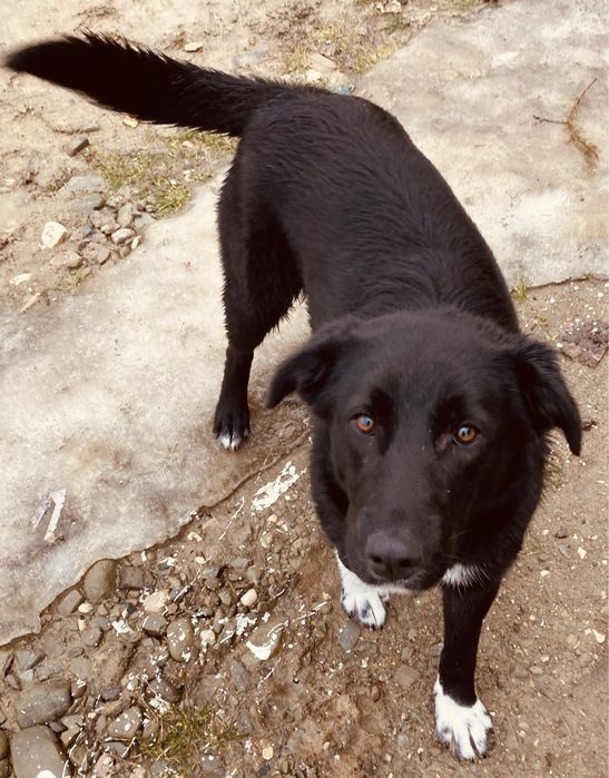 Donatie - catelusa 1 an, talie medie