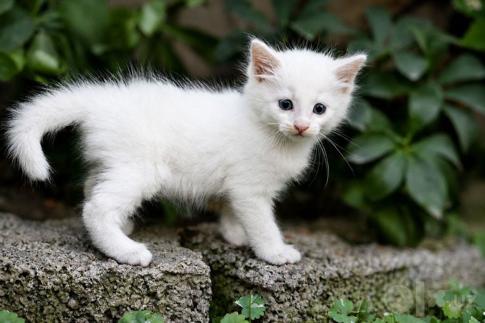 Котята «Као мани» породистые