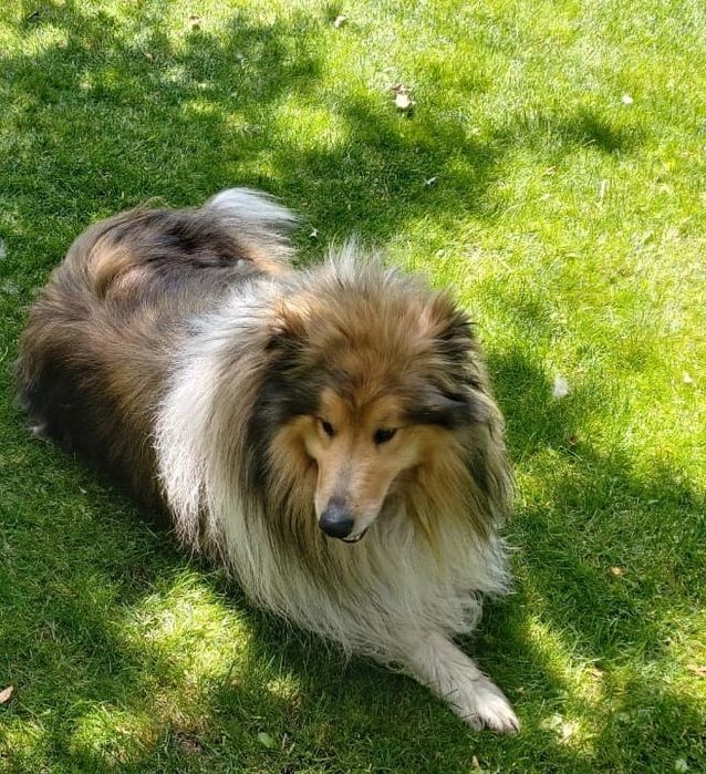 Колли ищет невесту. Колли. Вязка