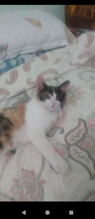 Отдам в добрые руки