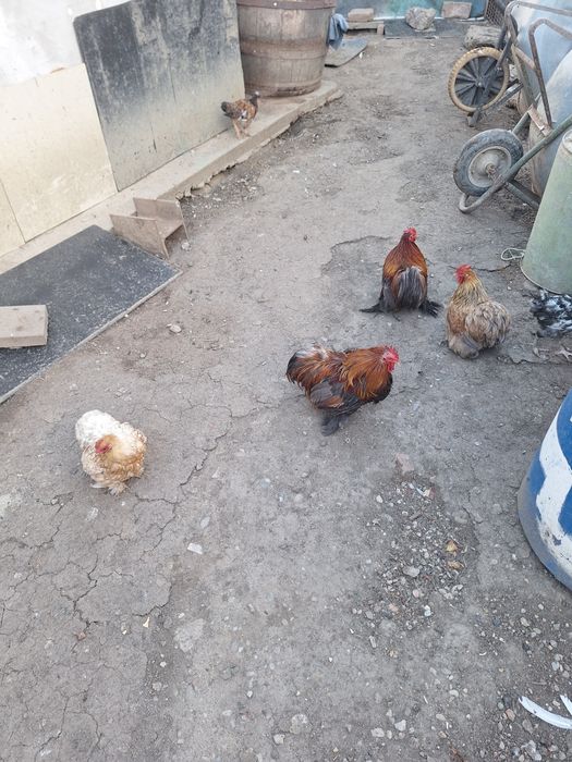 Vand 2 perechi cochinchina pitic