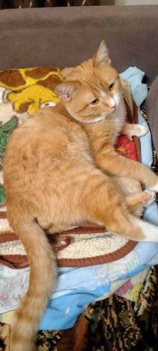 Отдам котика в добрые руки