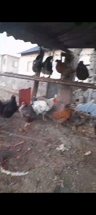 Куры ие петух оптом