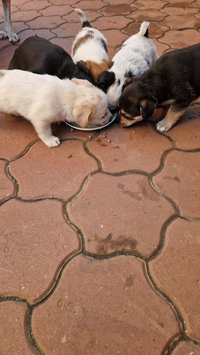 Donez Căței de talie mica