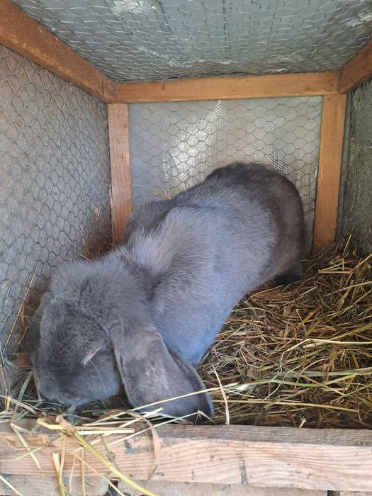 Vând iepuri berbec  german și fazani