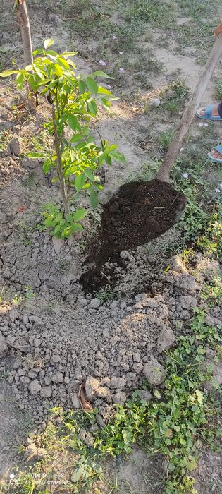 Тоза чириган гунг йетказиб берамиз