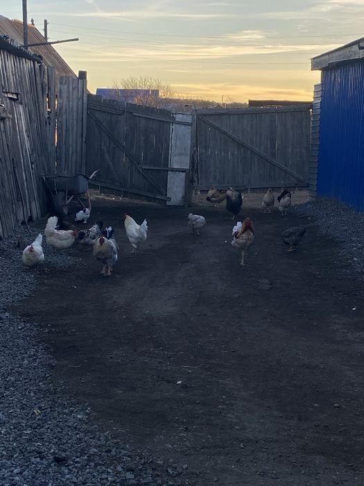 Продаются Куры несушки