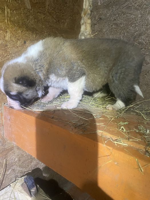 Продам щенка Сао Алабай