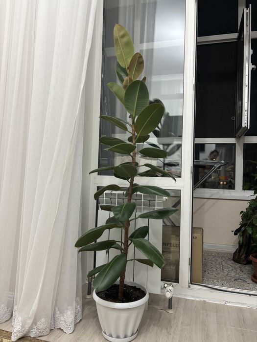 Продам фикус каучуконосый