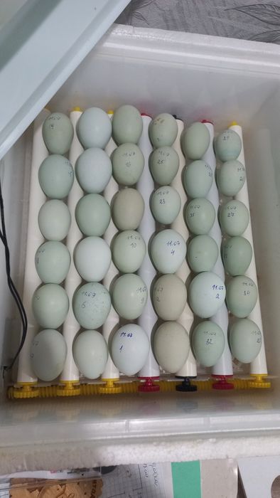 Лакеданзи голубое инкубационное яйцо, цыплята