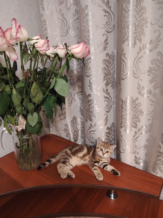 Шотландский котенок девочка