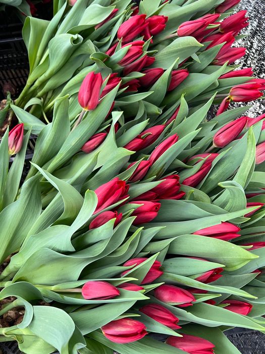 Тюльпаны в Семей