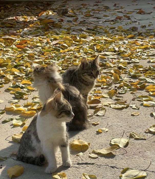 Домашние котята в добрые руки