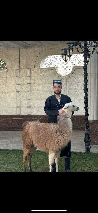 Продается пара ЛАМЫ