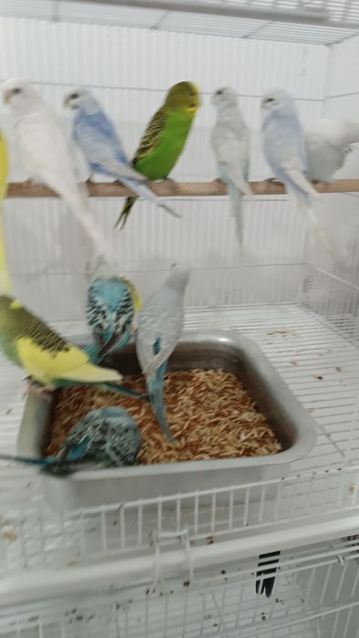 Попугаи Волнистые, Кореллы