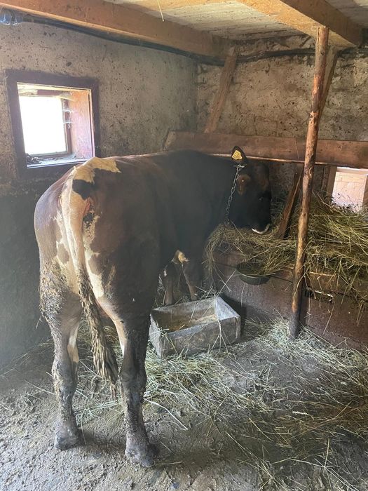 Vînd taur de 1 și 2 luni