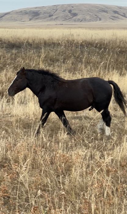 Жеребец полутяж 3 года