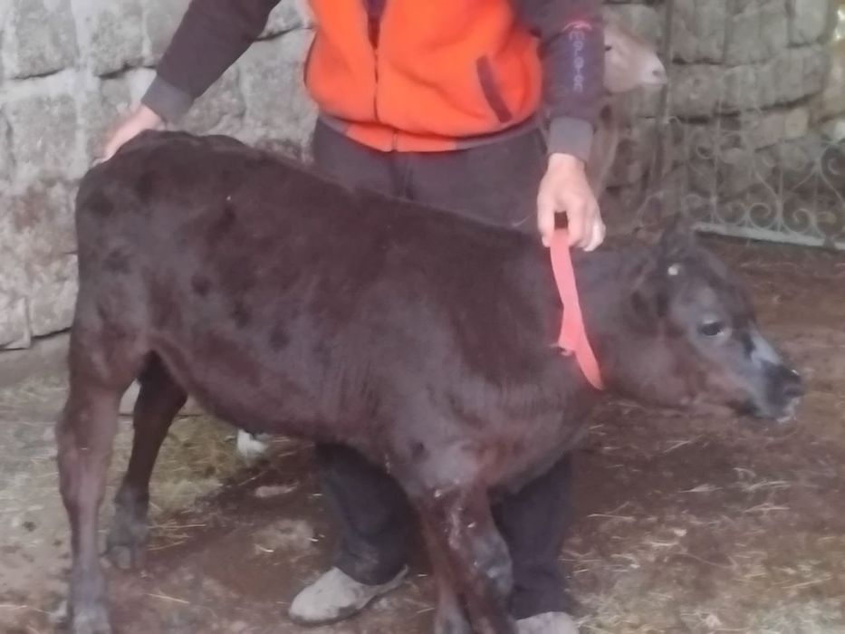 Букача ангус сотилади 2.5 ойлик