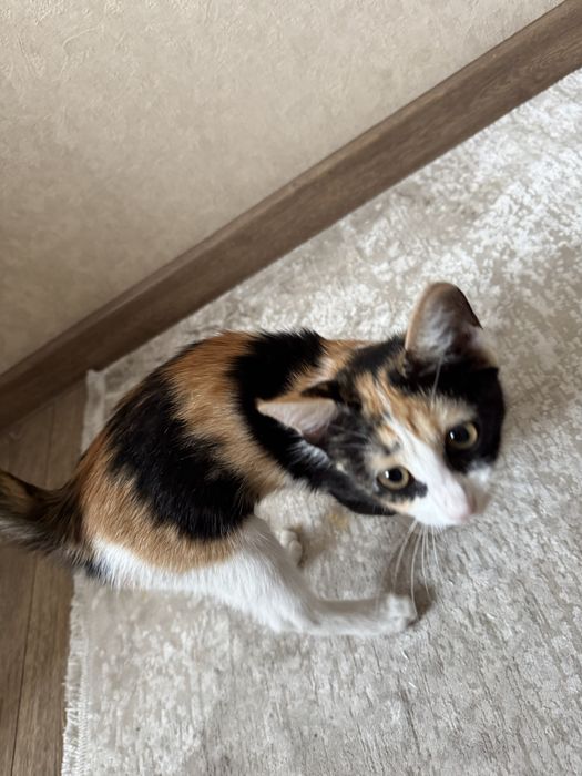 Отдам котенка, трехцветная девочка