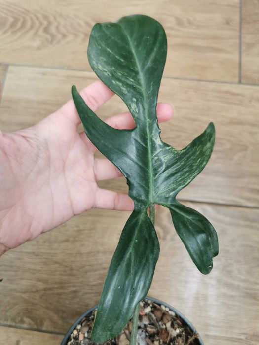 Philodendron Florida Beauty