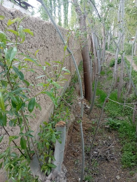 Срочно yer sotiladi  dachabop.