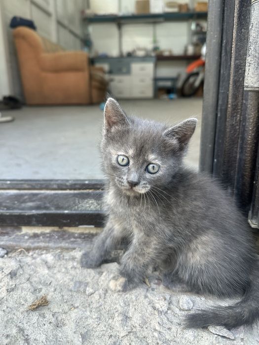 Отдам котят в хорошие руки