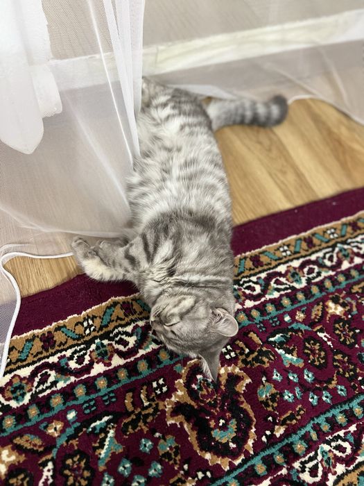 Продам коврый такие свет.