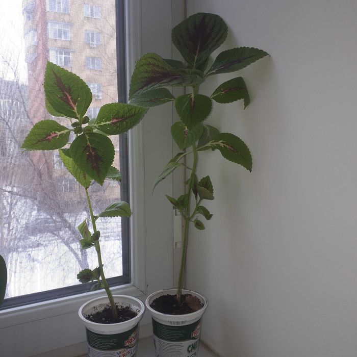 Комнатный цветок - Колеус