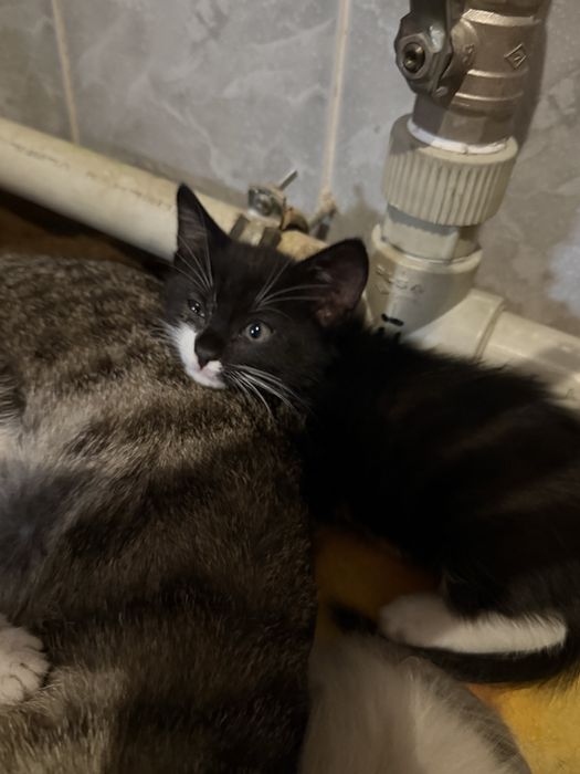 Продаю котята!!!