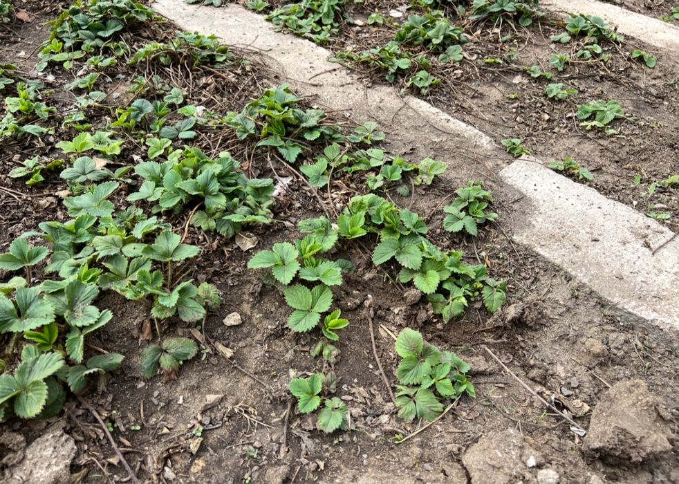 Клубника. Сорт зенга.