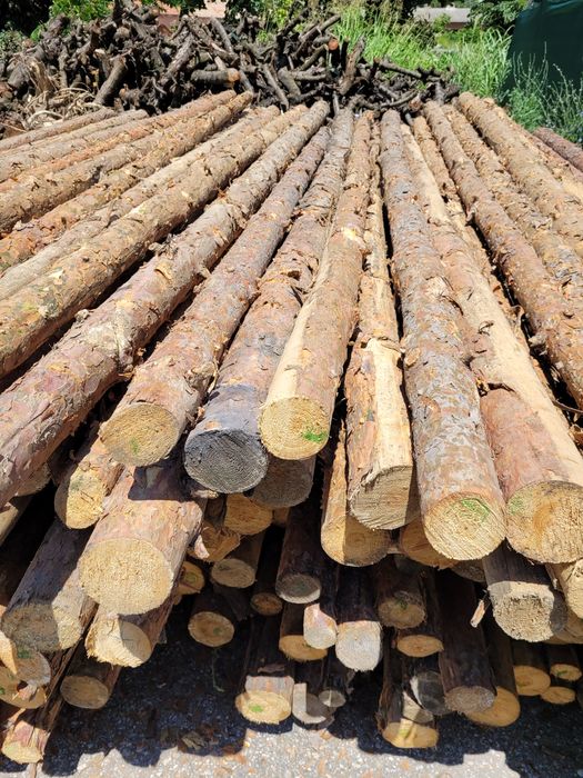 Ритловици иглолистни (чам)